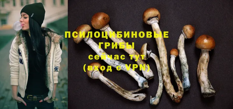 Галлюциногенные грибы Psilocybine cubensis  сайты даркнета телеграм  Курлово 